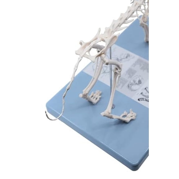 Feline (Cat) Skeleton Model, Life Size