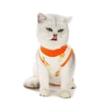 thumbnail image 5 of Cat Recovery Suit Cat Surgery Recovery Suit Cat Clothes for Abdominal Wounds or Skin Diseases Kittens Physiological Clothes Paste Cotton Breathable Surgery Suits, 5 of 7