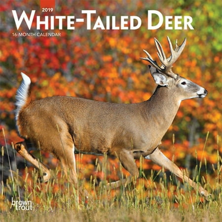 2019 Deer White Tailed Mini Wall Calendar,  by (Best Deer Hunting Times Calendar)