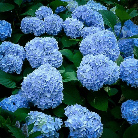 Nikko Blue Hydrangea Live for Planting, Hydrangea Macrophylla Plant Vibrant Bloom Color Live Plants Outdoor Garden 6 to 12 Inch Tall in 4 Inch Pot