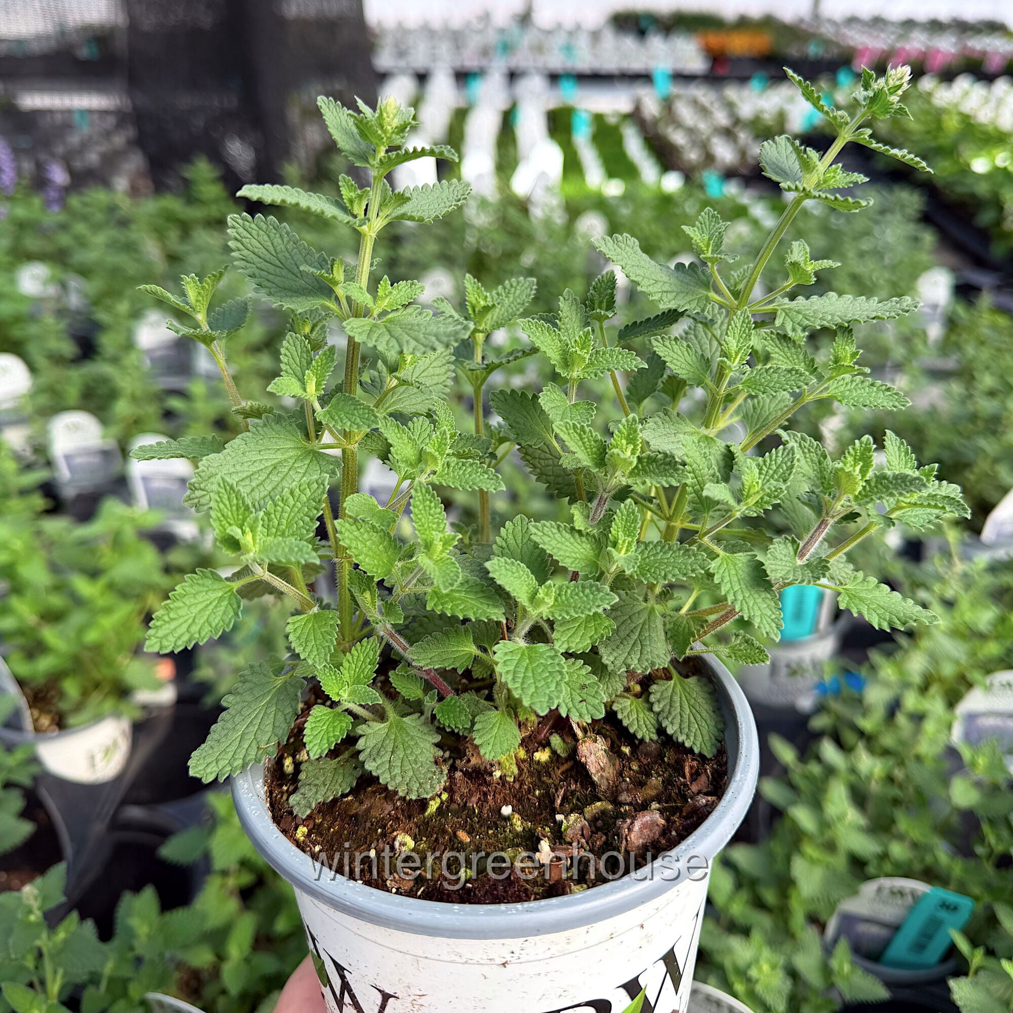 Nepeta Cat’s Pajamas Proven Winners, Catmint - Pot Size: 4.5in - Flowers