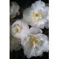thumbnail image 2 of Okula, Carina 13x18 White Modern Wood Framed Museum Art Print Titled - Paris Bloom - Market Flowers, 2 of 4
