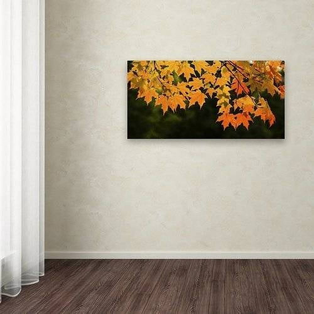 Trademark Fine Art "October Maple" Canvas Art by Kurt Shaffer