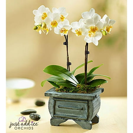 1 800 Flowers - 1-800-Flowers: Fresh Flowers - Asian Dance Orchid Small