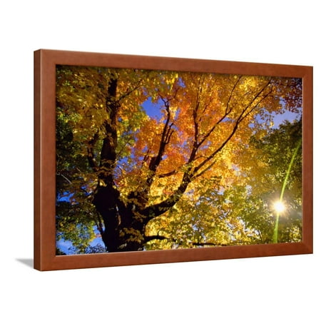 - Sunlight Shining through Sugar Maple Leaf Canopy Framed Print Wall Art By Momatiuk - Eastcott