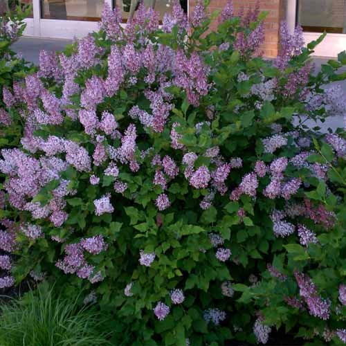 Miss Kim Manchurian Lilac ( syringa ) Live Plant ( 1 QT )