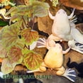 thumbnail image 4 of TABLETREANDS Simuladas Para Terrario Reptil Ornamentales Multicolor Para Hábitat Y, 4 of 6