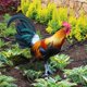 thumbnail image 1 of 2 Piezas de Estacas Acrílicas Coloridas para Césped de Gallo, Estatuas de Pollo para Jardín de Granja Al Aire Libre, Decoración Artística para Patio, Estaca de Gallo, 1 of 10