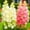 A, variant on Tuberose, Low Maintenance - Easy Grow - Ideal for Beds Borders, Plant Pots & Planters