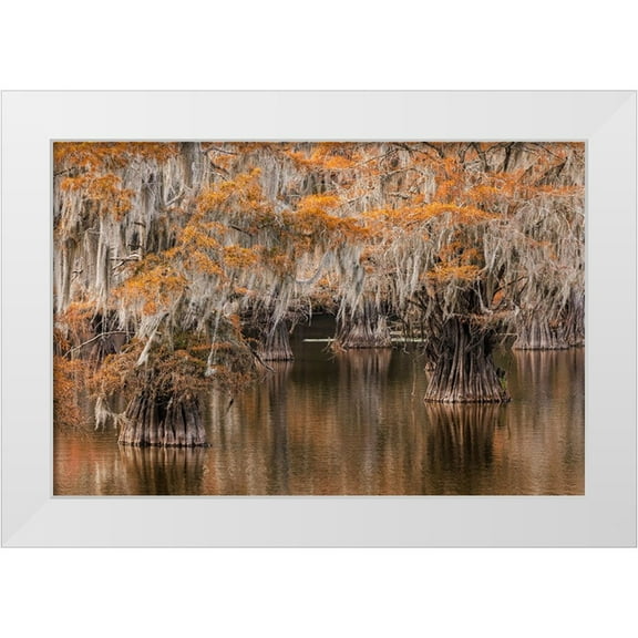 Jones, Adam 14x11 White Modern Wood Framed Museum Art Print Titled - Bald Cypress tree draped in Spanish moss with fall colors Caddo Lake State Park-Uncertain-Texas