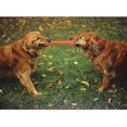 thumbnail image 5 of Juguete agresivo para masticar para perros, Healwe duradero para cambiar los dientes de medianos y grandes, 5 of 5