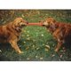 thumbnail image 5 of Juguete agresivo para masticar para perros, Healwe duradero para cambiar los dientes de medianos y grandes, 5 of 5