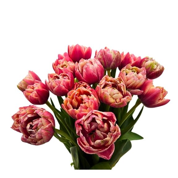 KaBloom - BH Collection- 20 PINK PEONY TULIPS With Vase - Gift for Every Occasion.