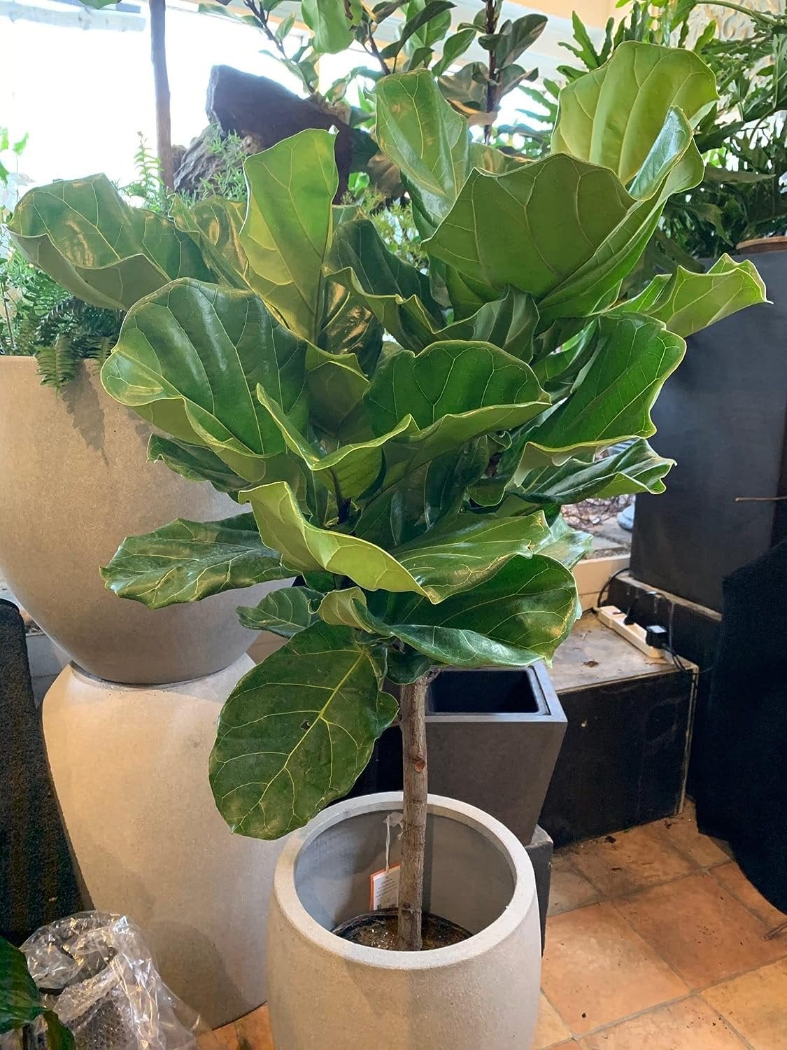 Fiddle Leaf Fig Tree - Live Plant in a 10 Inch Pot - Ficus Lyrata - Florist Quality Air Purifying Indoor Plant