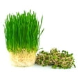 thumbnail image 4 of Catgrass Seeds for Sprouting - Hard Red Winter Wheat, Non-GMO, High Germination Wheatgrass (1 Pound), 4 of 5