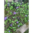 thumbnail image 5 of HHGBAD Realistic Expandable Fence Screen with Faux Ivy Leaves - Easy Installation, Low Maintenance for Indoor & Outdoor Decoration (Up to 200cm), 5 of 6