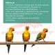 thumbnail image 2 of Alimento Zupreem fruitblend aves medianas grandes loro conuro 907 gr. Zupreem Zupreem Alimentos ave, 2 of 4