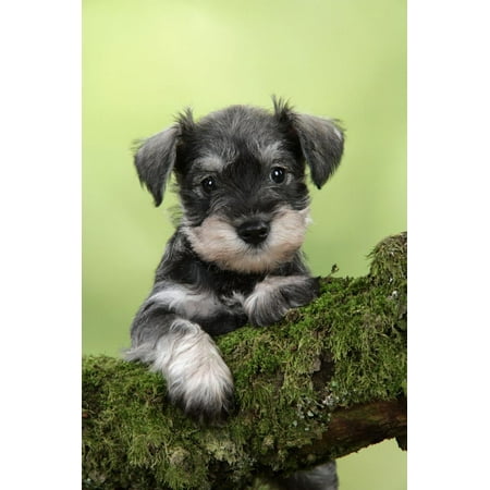 Miniature Schnauzer Puppy (6 Weeks Old) on a Mossy Log Print Wall