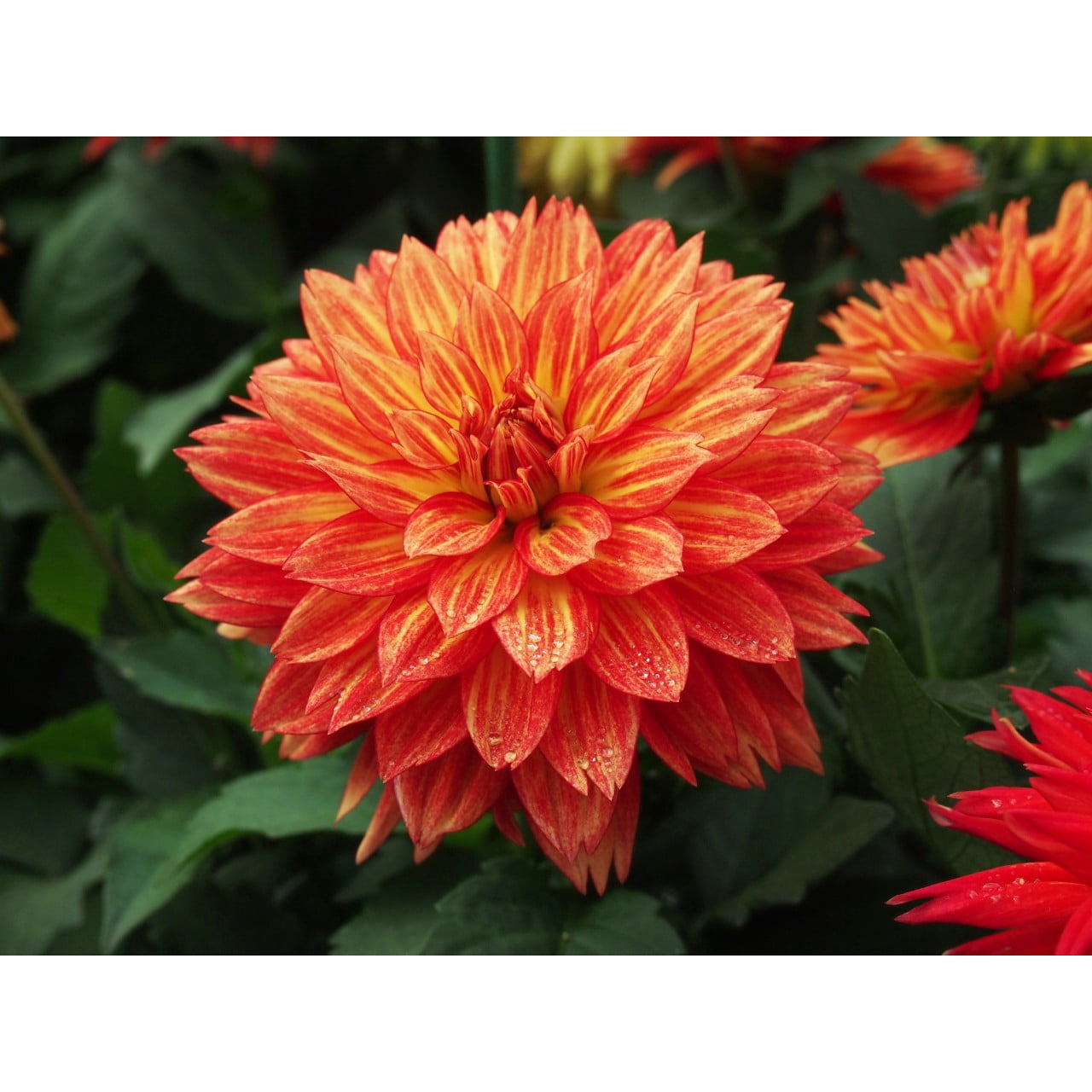 Better Homes & Gardens 3 Quart Multicolor Geranium Annuals Outdoor Live Plants Full Sun