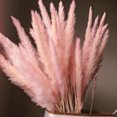 thumbnail image 1 of Hierba De Pampa Pequeña Seca Natural, Decoración Phragmites Communis Para El Hogar, Hotel, Boda (Rosa, 15 Piezas) Muyoka Hogar, 1 of 6