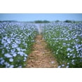 thumbnail image 4 of Seedville 100 Blue Flax Flower Seed Attracts Bees, Birds, Butterflies, 4 of 11