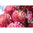 thumbnail image 4 of Allstate Floral & Craft FSD291-RO-TT 31 in. Dahlia Spray Flower Stem Spray, 2 Tone Rose - Pack of 12, 4 of 4