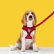thumbnail image 1 of Arnés Tipo Pechera Seguridad Ajustable Para Perros Grandes, 1 of 4