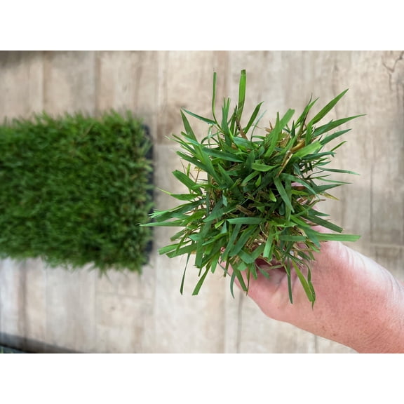 Zoysia Plugs - 100 Full Zoysia Grass Plugs