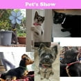 thumbnail image 6 of 2-Pack XS Cat Collar with Bell,Basic Dog Cat Collar Cat Dog Collar or Seatbelts for XXS Tiny Teacup Pet Dogs Girl Kitten Boy Small Animal, 6 of 6