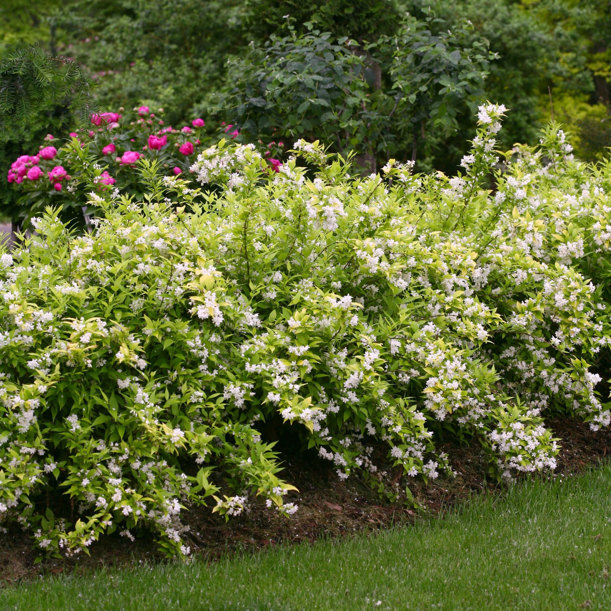 Proven Winners ColorChoice 5" White Chardonnay Pearls Deutzia Live Plant in 4.5" Pot (4 Count)