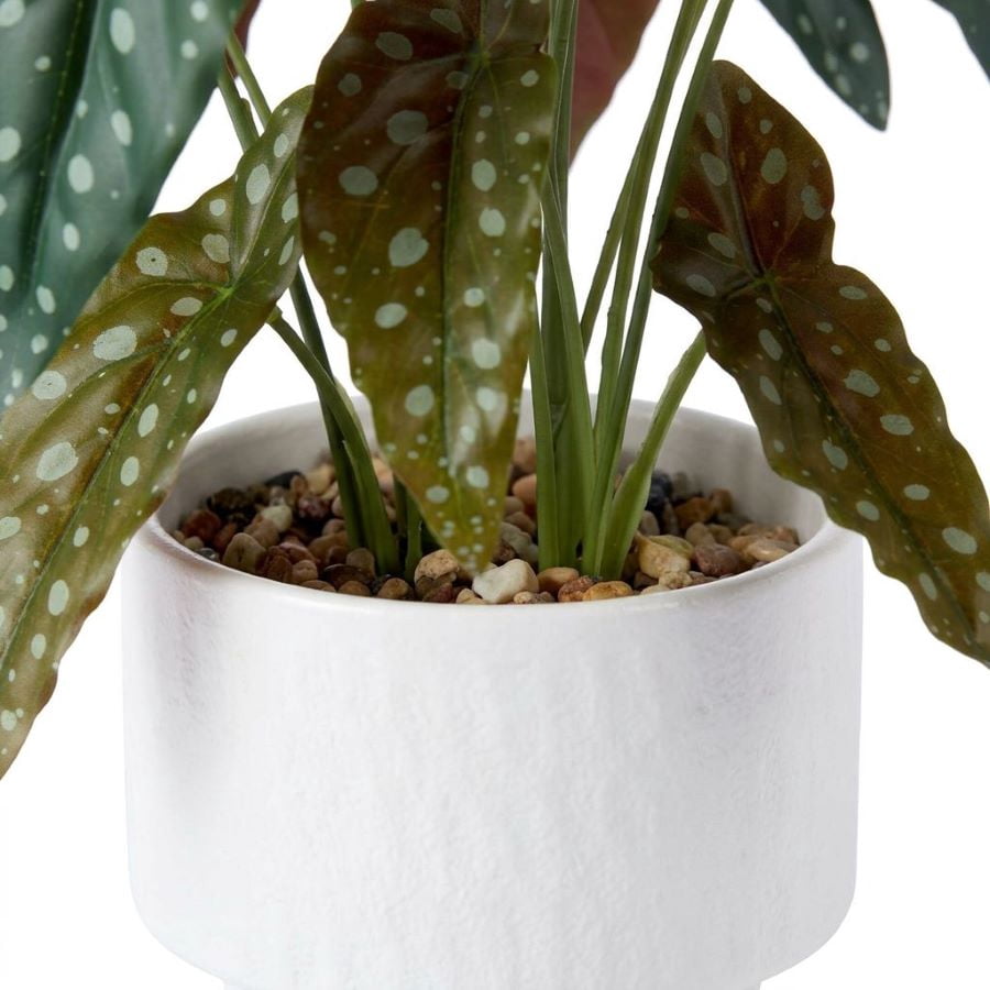 Plante tachetée en pot Anko