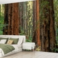 thumbnail image 2 of Peel and Stick Wallpaper Waterproof Light Forest Henry Cowell Redwoods State Park Wall Mural Decor Self Adhesive and Removable 69in x 98in, 2 of 8