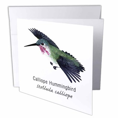 3dRose Calliope Hummingbird, Greeting Cards, 6 x 6 inches, set of 12