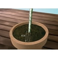 thumbnail image 3 of Playful Plumeria Plant - Frangipani - 12-16" Cutting, 3 of 4