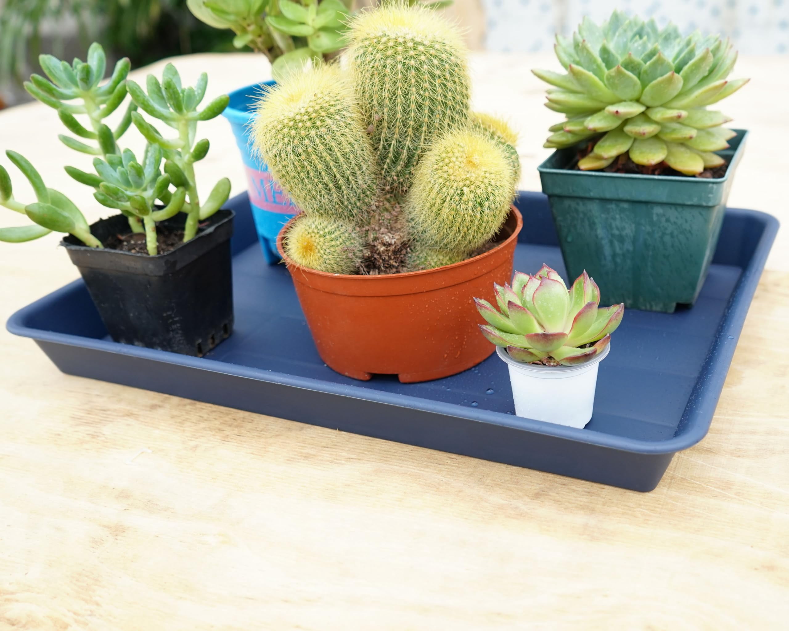 Plant Saucer Growing Tray Set 2-Pack 11x9 Inch Heavy Duty Plastic Seed Starter Trays with Drainage for Indoor Outdoor Pots Gardening Supplies