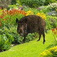 thumbnail image 1 of Estacas acrílicas para jardín con figuras realistas de animales para decorar el patio, 1 of 4