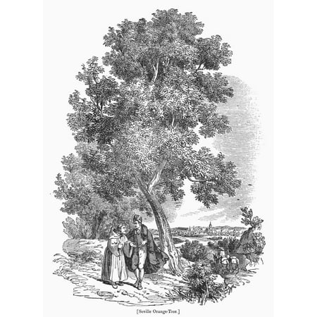 The Isolated Orange Tree With Mature Fruits