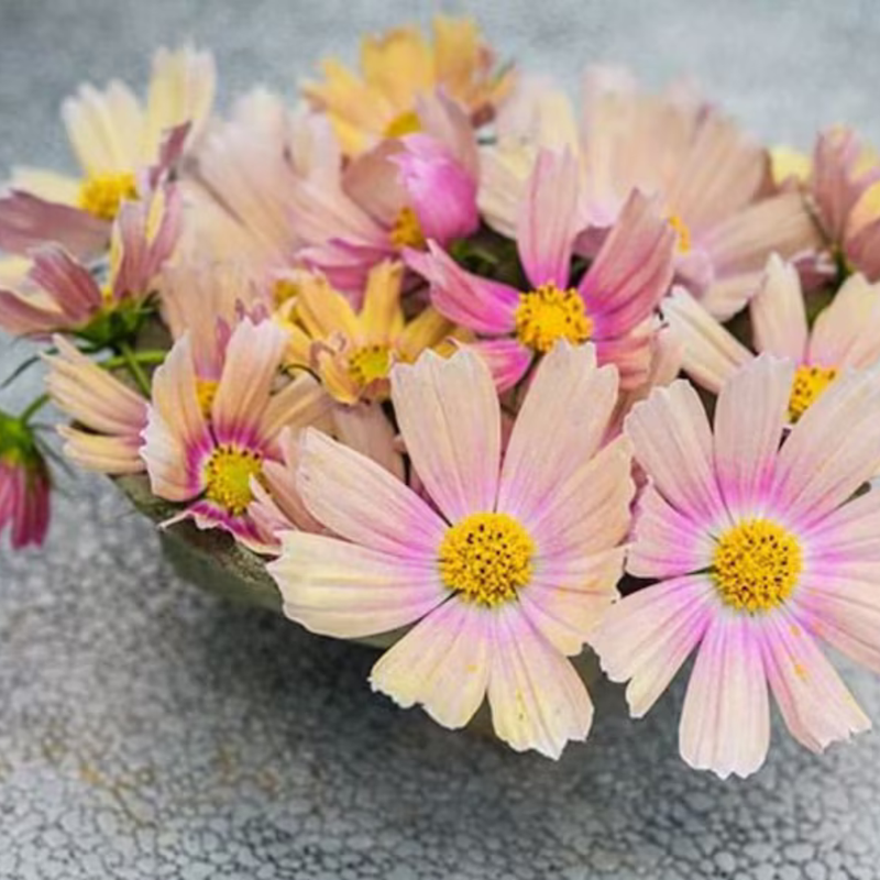 50 Pink Apricot Lemonade Cosmos Seeds