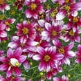 thumbnail image 2 of Direct Gardening Zesty Zinger Coreopsis Dormant Bare Root Flowering Perennial Starter Plant, 2 of 4
