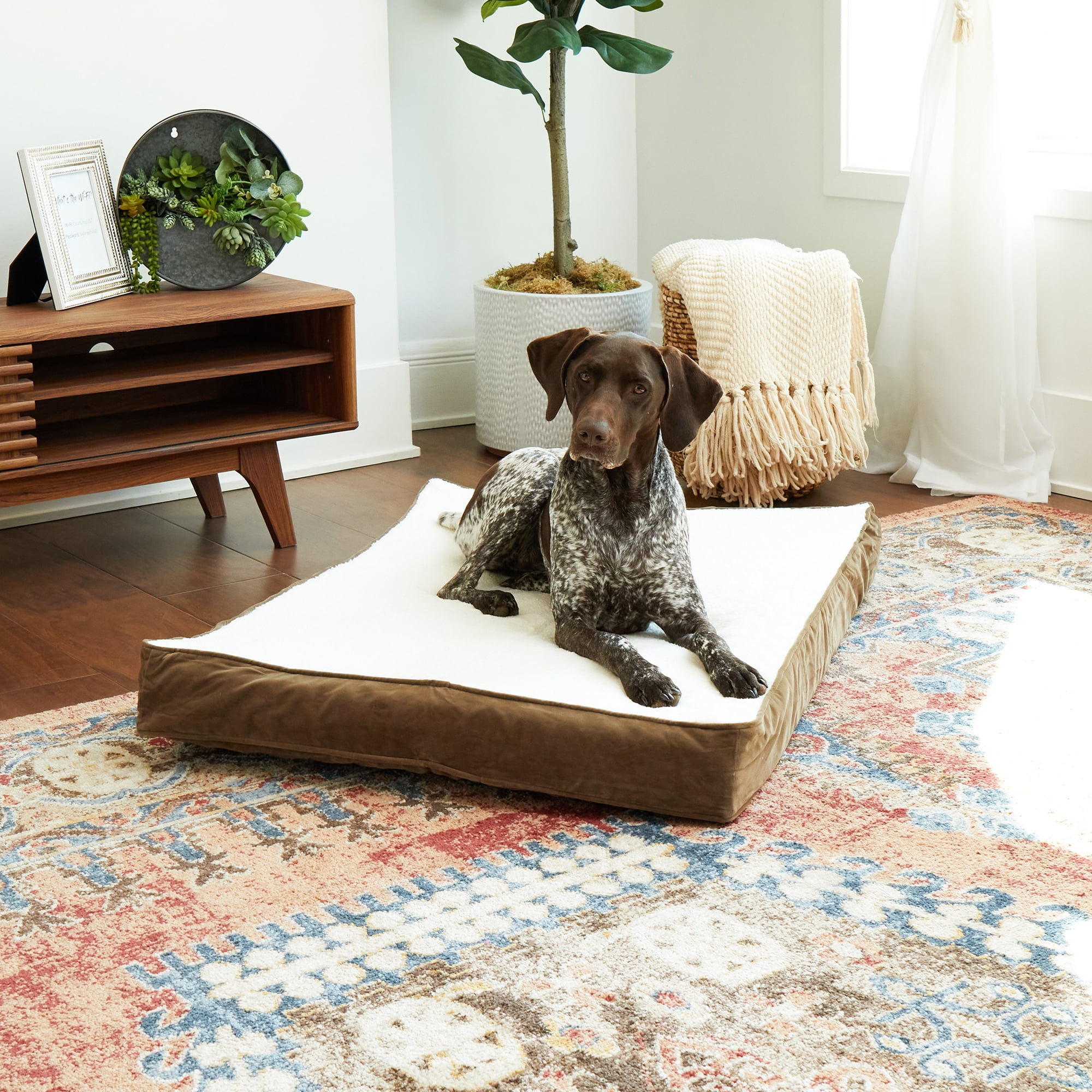Happy Hounds Oscar Sherpa Orthopedic Dog Bed, Latte, Medium (42 x 30 in.)