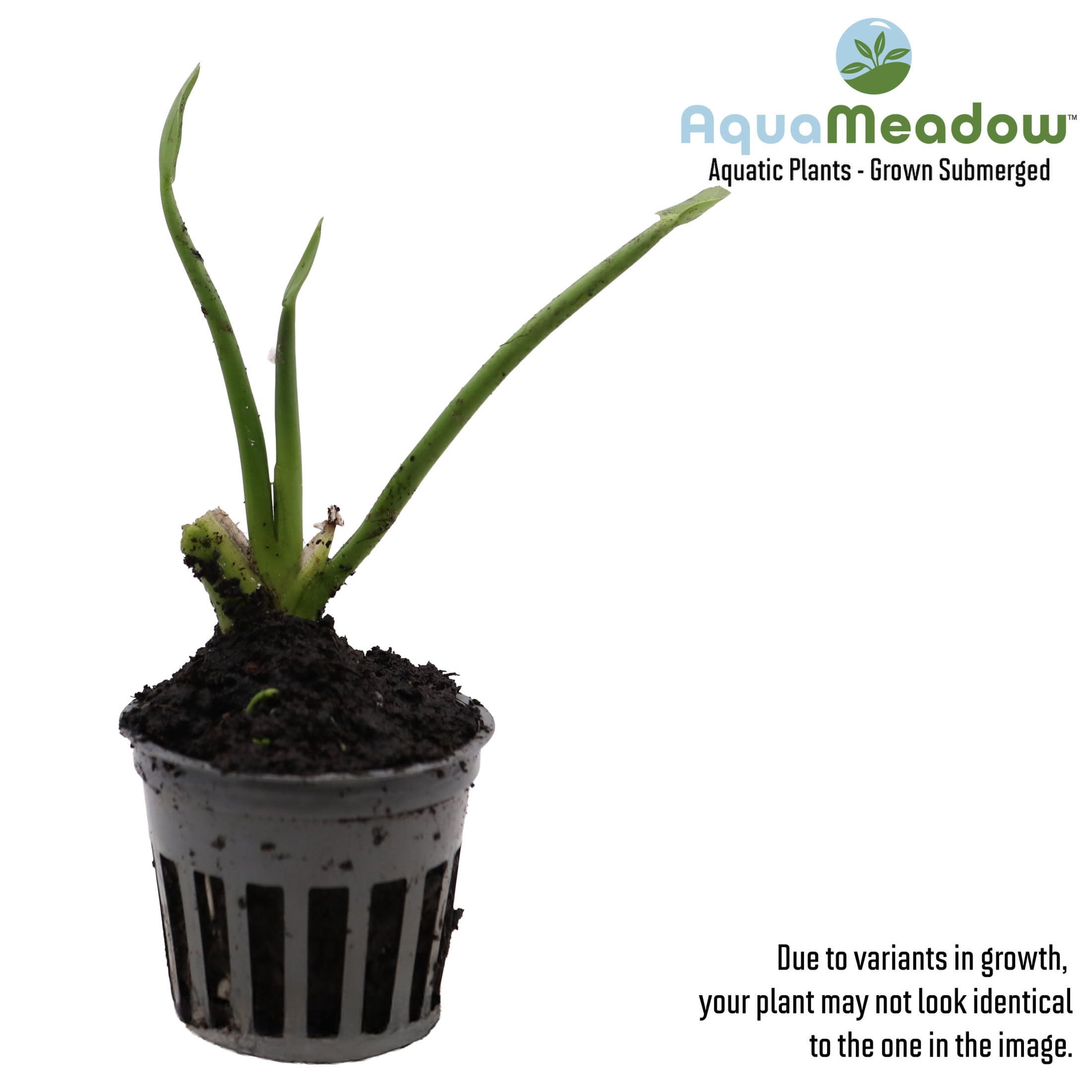 AquaMeadow Blue Pickerel Rush Potted Reg 3ct