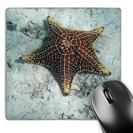 3dRose  Underwater Starfish With Nautical Rope Frame  MousePad price history on PriceWatchPro