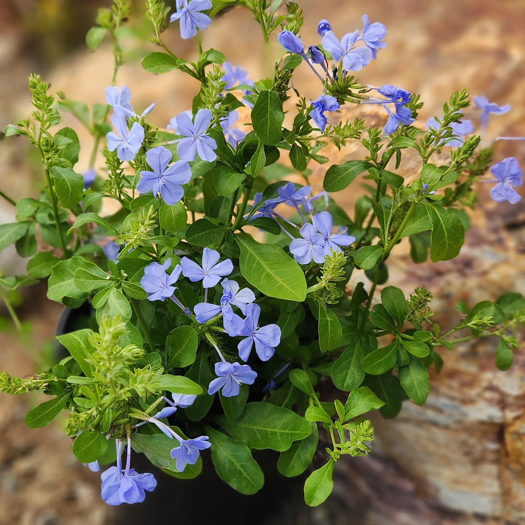 Altman Plants Plumbago Capensis Flowers, 2.5 Qt. Pot, Full Sun, Live Outdoor Plants