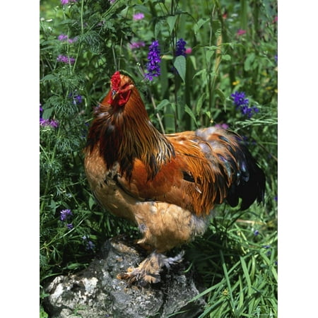 Domestic Chicken, Mixed Breed Rooster, USA Print Wall Art By Lynn M.