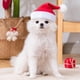 thumbnail image 4 of Sombreros navideños para mascotas Fnyoxu, sombreros navideños para perros y mascotas pequeñas, decoraciones para fiestas, lindos atuendos de fiesta para el día de Navidad., 4 of 6