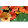 thumbnail image 4 of Nasturtium Blend Mixed Variety Flower Seeds, 50 Heirloom Flower Seeds Per Packet, Non GMO Seeds, 4 of 7