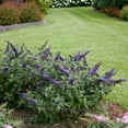 thumbnail image 4 of Buddleia Pugster Blue®, Butterfly Bush, Butterfly Bush - Pot Size: 4.5in - Trees, 4 of 4