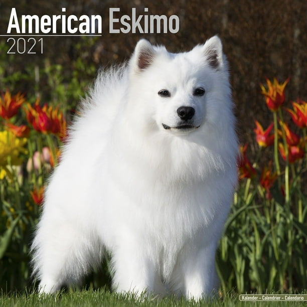 American Eskimo Calendar 2025 American Eskimo Dog Breed Calendar