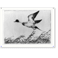thumbnail image 2 of Historic Framed Print, [Pintail duck], 17-7/8" x 21-7/8", 2 of 9