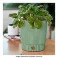 thumbnail image 4 of Maceta Plásticos La Ardilla Verde Esparrago, 4 of 4